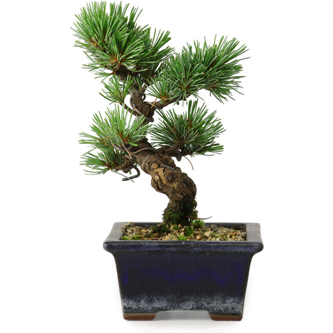 Pinus parviflora, 19 cm, ± 9 years old