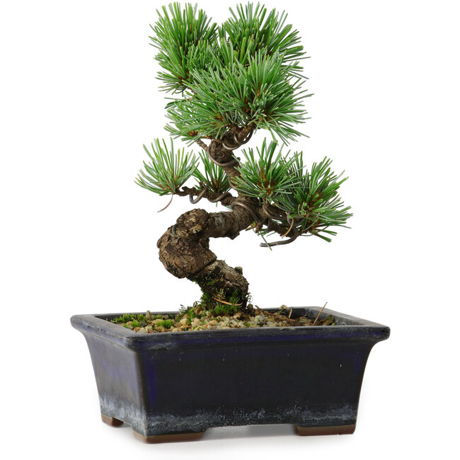 Pinus parviflora, 19 cm, ± 9 años