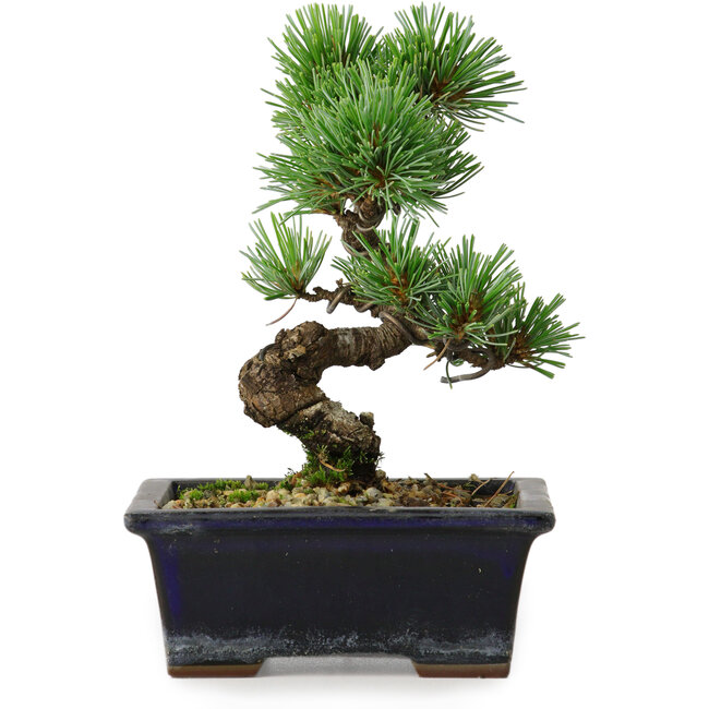 Pinus parviflora, 19 cm, ± 9 anni