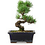 Pinus parviflora, 19 cm, ± 9 Jahre alt