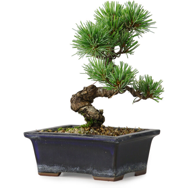 Pinus parviflora, 19 cm, ± 9 years old