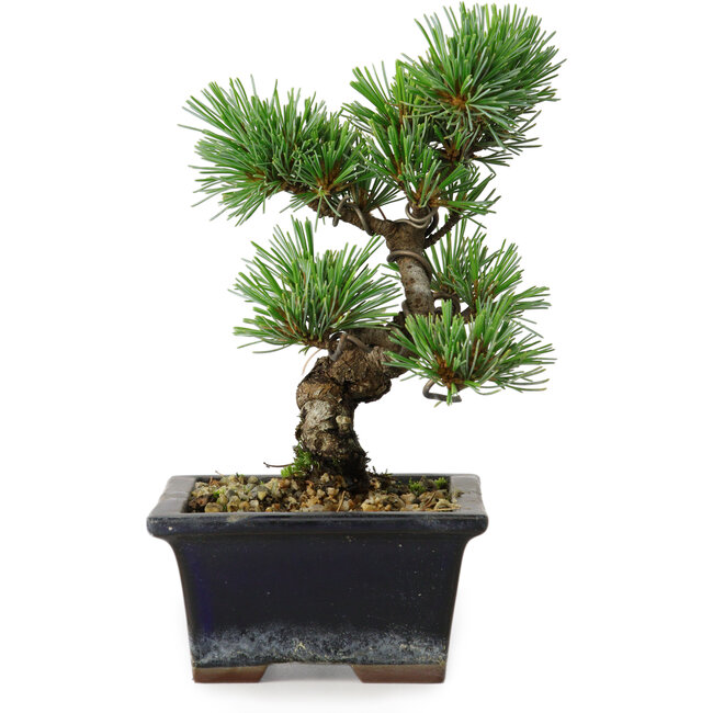 Pinus parviflora, 19 cm, ± 9 years old