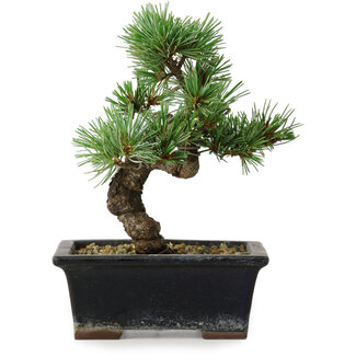 Pinus parviflora, 19 cm, ± 9 years old