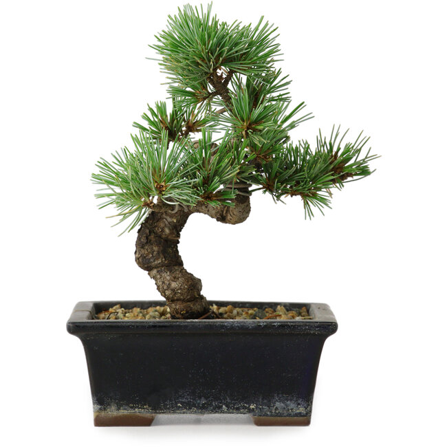Pinus parviflora, 19 cm, ± 9 Jahre alt