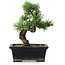 Pinus parviflora, 19 cm, ± 9 years old