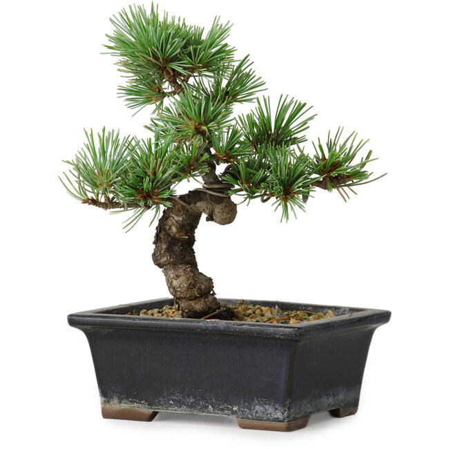 Pinus parviflora, 19 cm, ± 9 jaar oud