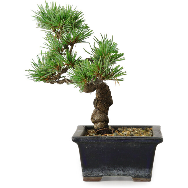 Pinus parviflora, 19 cm, ± 9 anni
