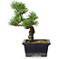 Pinus parviflora, 19 cm, ± 9 years old