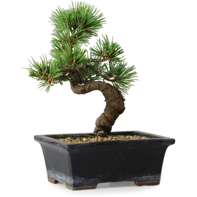Pinus parviflora, 19 cm, ± 9 anni