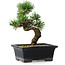 Pinus parviflora, 19 cm, ± 9 years old