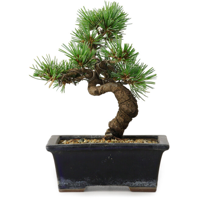 Pinus parviflora, 19 cm, ± 9 ans