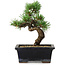 Pinus parviflora, 19 cm, ± 9 jaar oud
