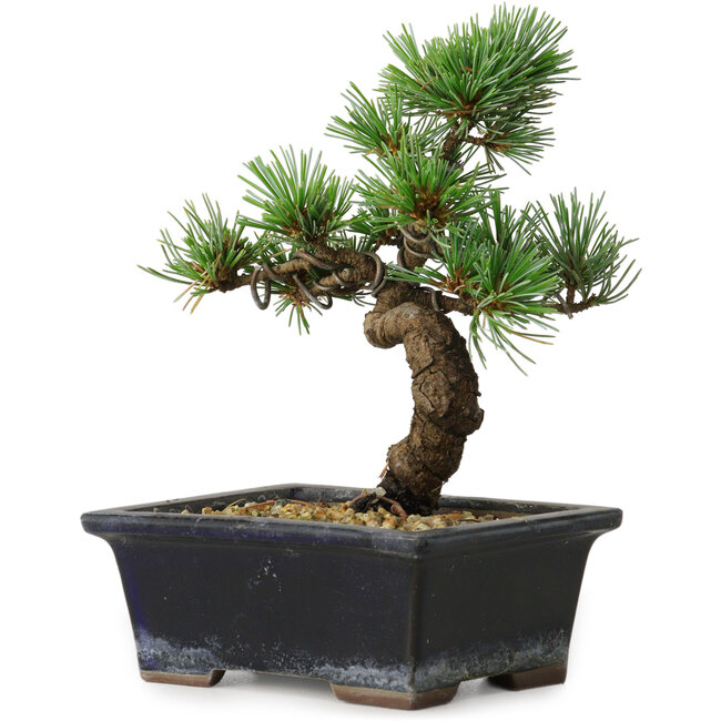 Pinus parviflora, 19 cm, ± 9 ans