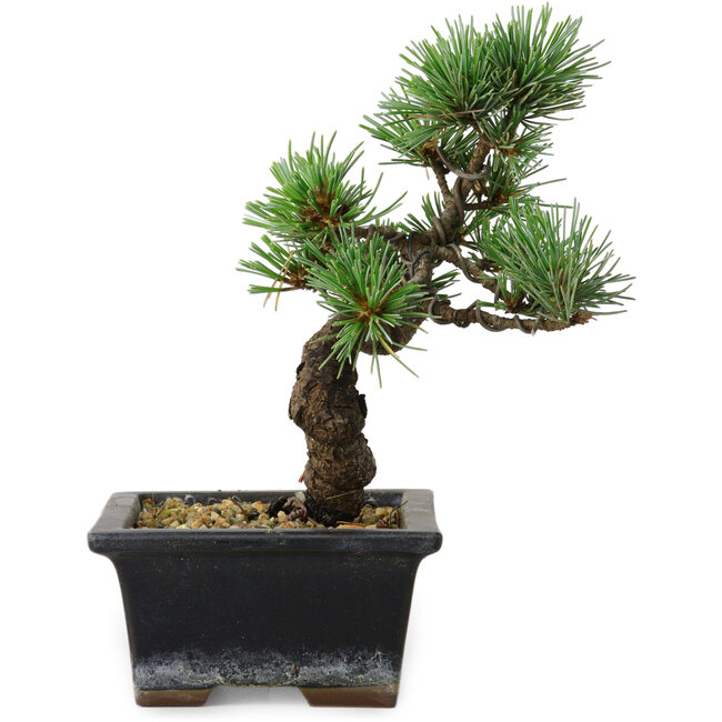 Pinus parviflora, 19 cm, ± 9 Jahre alt