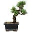 Pinus parviflora, 19 cm, ± 9 years old