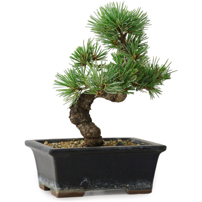 Pinus parviflora, 19 cm, ± 9 jaar oud