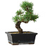 Pinus parviflora, 19 cm, ± 9 ans