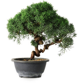 Juniperus chinensis Kishu, 23 cm, ± 12 Jahre alt