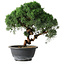 Juniperus chinensis Kishu, 23 cm, ± 12 jaar oud