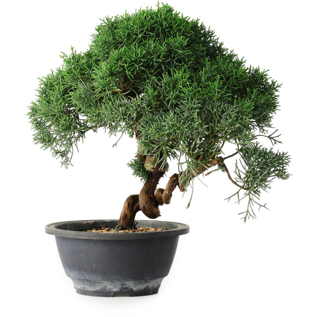 Juniperus chinensis Kishu, 23 cm, ± 12 años