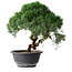 Juniperus chinensis Kishu, 23 cm, ± 12 Jahre alt
