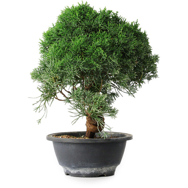 Juniperus chinensis Kishu, 23 cm, ± 12 Jahre alt