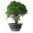 Juniperus chinensis Kishu, 23 cm, ± 12 ans