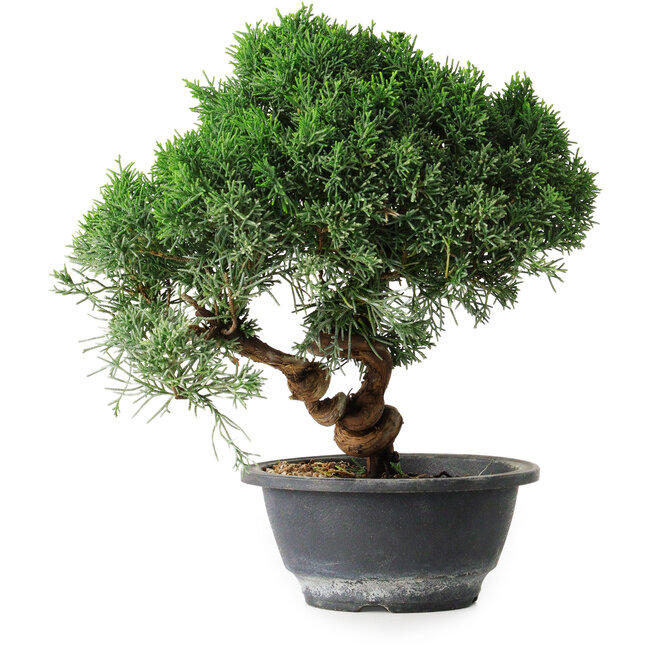 Juniperus chinensis Kishu, 23 cm, ± 12 jaar oud