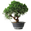 Juniperus chinensis Kishu, 23 cm, ± 12 jaar oud