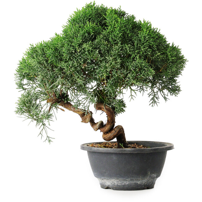 Juniperus chinensis Kishu, 23 cm, ± 12 Jahre alt