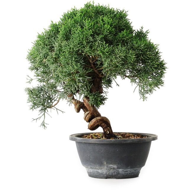 Juniperus chinensis Kishu, 23 cm, ± 12 Jahre alt