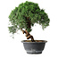 Juniperus chinensis Kishu, 23 cm, ± 12 jaar oud