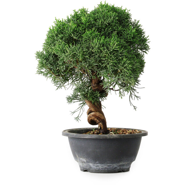 Juniperus chinensis Kishu, 23 cm, ± 12 anni
