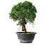 Juniperus chinensis Kishu, 23 cm, ± 12 Jahre alt