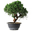 Juniperus chinensis Kishu, 23 cm, ± 12 ans