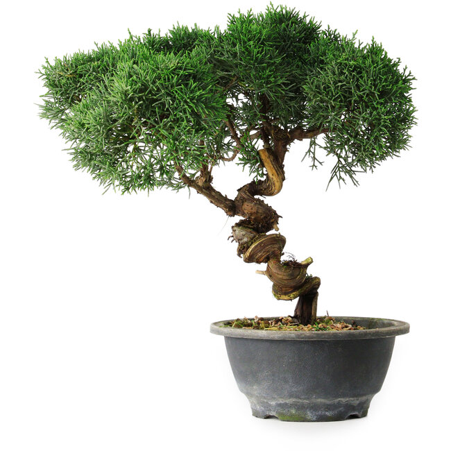 Juniperus chinensis Kishu, 23 cm, ± 12 años