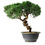 Juniperus chinensis Kishu, 23 cm, ± 12 anni