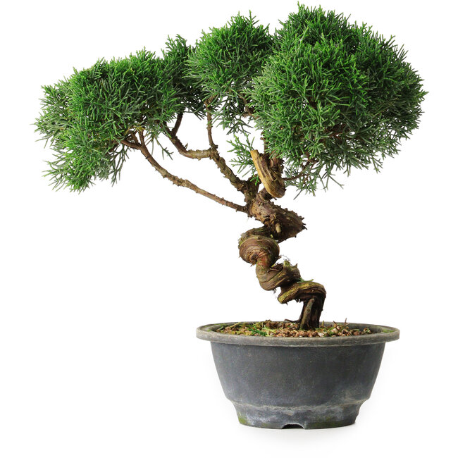 Juniperus chinensis Kishu, 23 cm, ± 12 anni