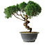 Juniperus chinensis Kishu, 23 cm, ± 12 Jahre alt