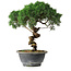 Juniperus chinensis Kishu, 23 cm, ± 12 anni