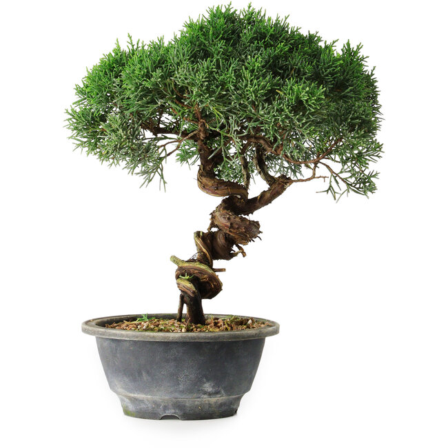 Juniperus chinensis Kishu, 23 cm, ± 12 years old