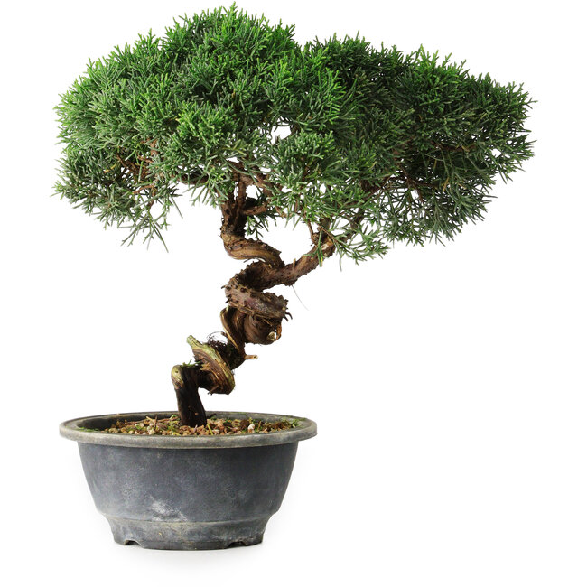 Juniperus chinensis Kishu, 23 cm, ± 12 jaar oud