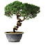Juniperus chinensis Kishu, 23 cm, ± 12 ans