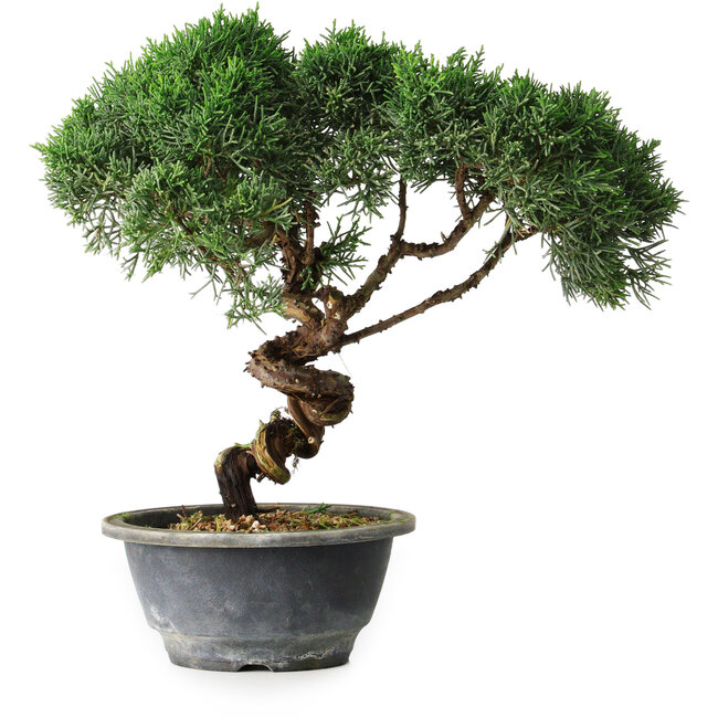 Juniperus chinensis Kishu, 23 cm, ± 12 years old
