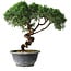 Juniperus chinensis Kishu, 23 cm, ± 12 años