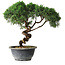 Juniperus chinensis Kishu, 23 cm, ± 12 Jahre alt