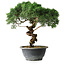 Juniperus chinensis Kishu, 23 cm, ± 12 ans