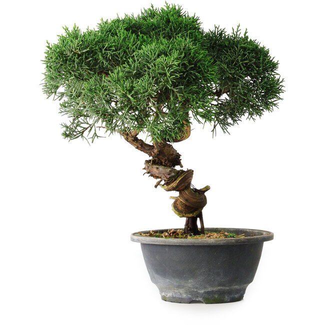 Juniperus chinensis Kishu, 23 cm, ± 12 jaar oud