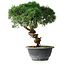 Juniperus chinensis Kishu, 23 cm, ± 12 anni