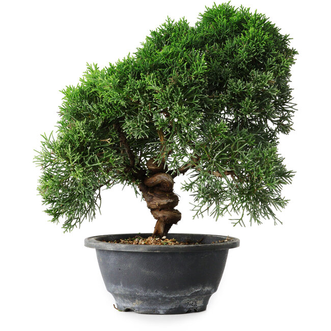 Juniperus chinensis Kishu, 23 cm, ± 12 ans